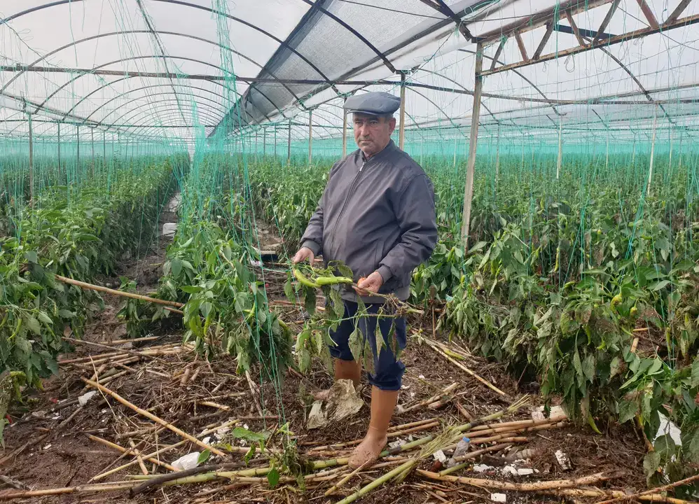 1500 Dönüm Tarım Alanı Zarar Gördü! Çiftçi: 'Ben Bittim Artık' 4